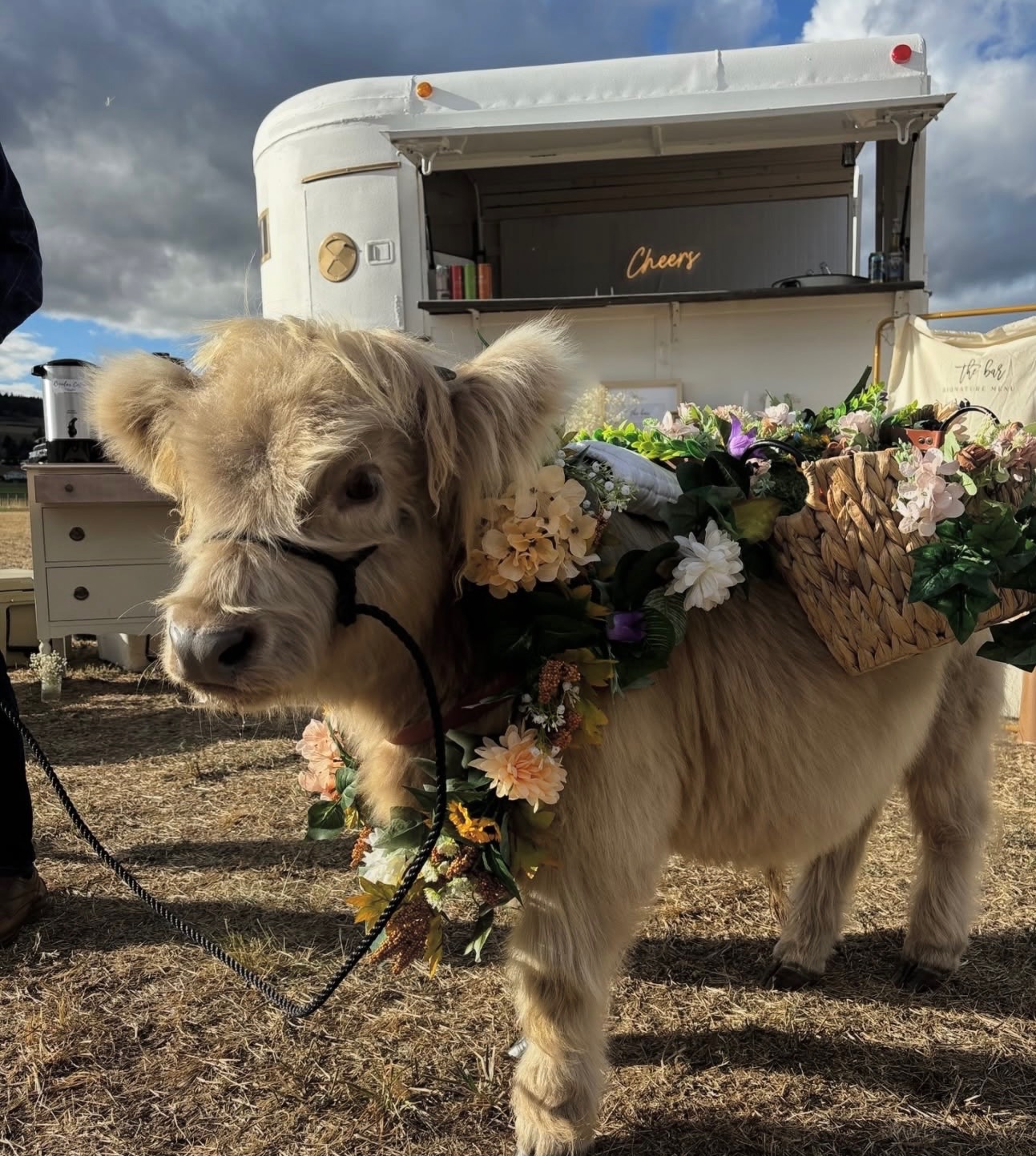Highland cow with flower garland at event